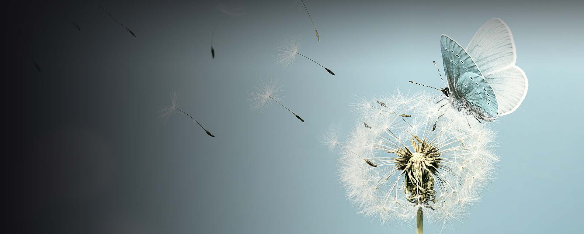 Affordable Cremations NSW